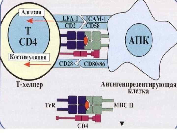 Распознавание антигена. Распознавание антигена т-лимфоцитами схема. Презентация антигена т лимфоцитам. Распознавание антигена cd4 и cd8. CD рецепторы t хелперов.