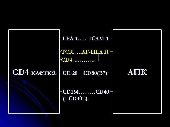 LFA-1…. . . ICAM-1 TCR…. . АГ-HLA II CD 4………… CD 4 клетка CD