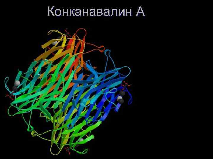 Конканавалин А 