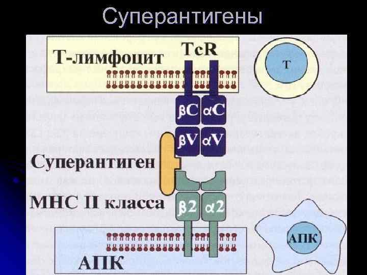 Суперантигены 