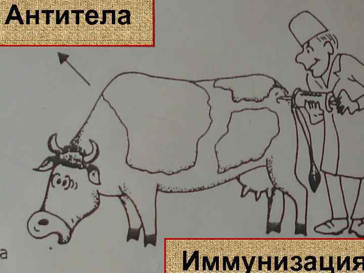 Антитела Иммунизация 