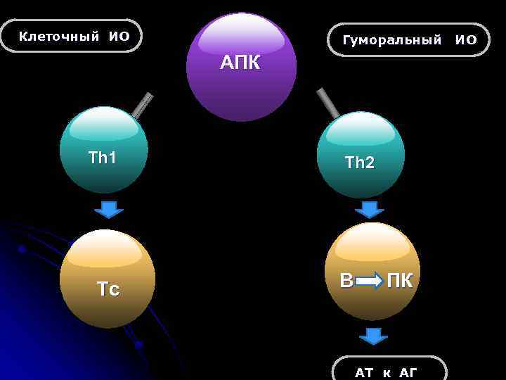 Клеточный ИО Гуморальный ИО АПК Th 1 Tc Th 2 В ПК АТ к