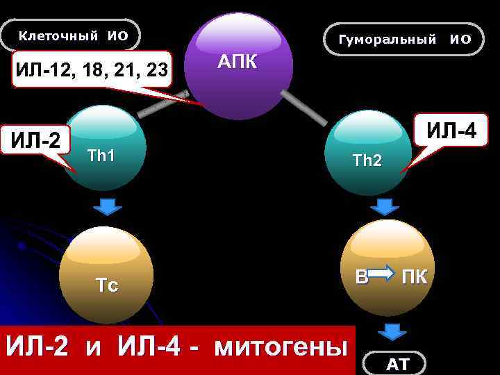 Клеточный ИО ИЛ-12, 18, 21, 23 ИЛ-2 Гуморальный ИО АПК ИЛ-4 Th 1 Tc