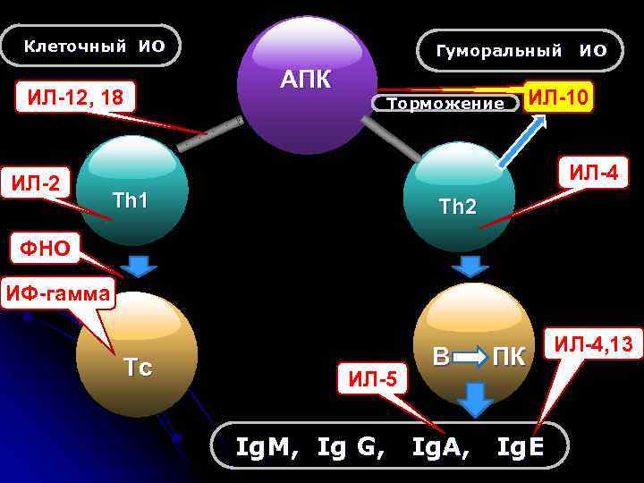 Клеточный ИО ИЛ-12, 18 ИЛ-2 Гуморальный ИО АПК Торможение ИЛ-10 ИЛ-4 Th 1 Th