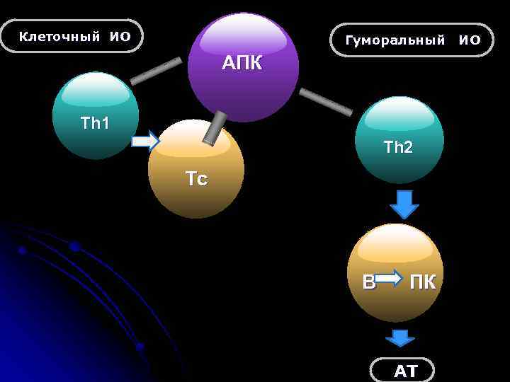 Клеточный ИО Гуморальный ИО АПК Th 1 Th 2 Tc В ПК АТ 