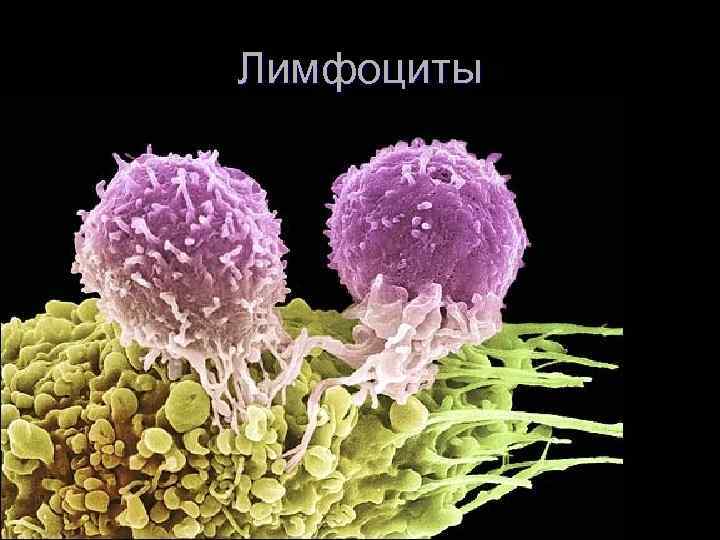 Лимфоциты 