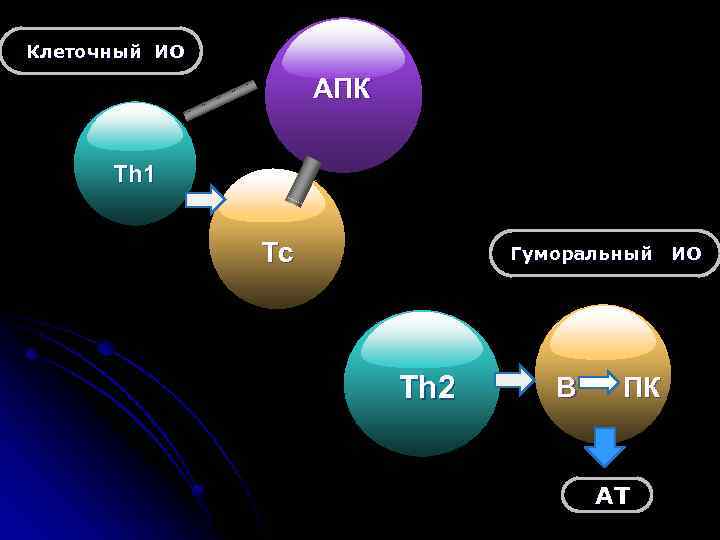 Клеточный ИО АПК Th 1 Tc Гуморальный ИО Th 2 В ПК АТ 