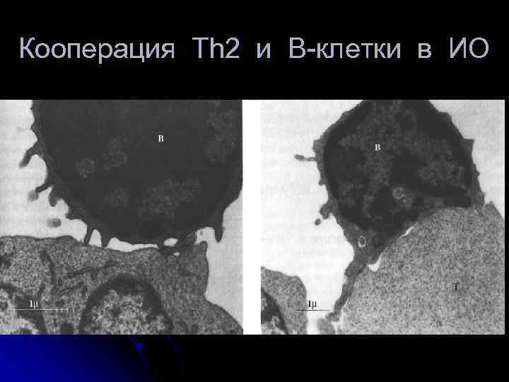 Кооперация Th 2 и В-клетки в ИО 