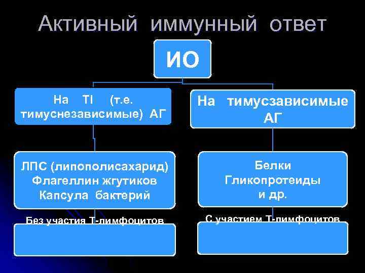 Активный иммунный ответ ИО На TI (т. е. тимуснезависимые) АГ На тимусзависимые АГ ЛПС