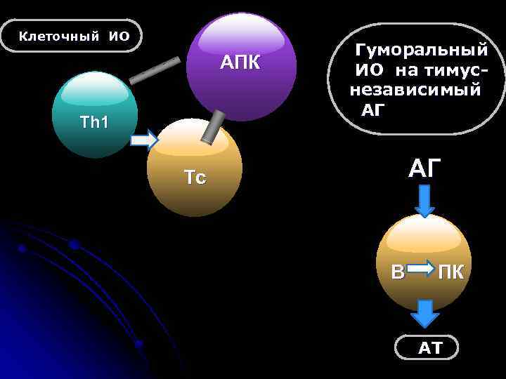 Клеточный ИО АПК Th 1 Гуморальный ИО на тимуснезависимый АГ АГ Tc В ПК