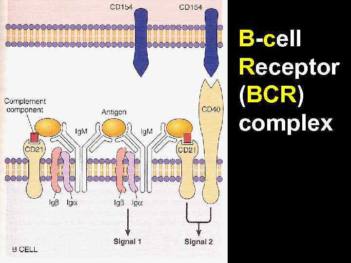 B-cell Receptor (BCR) complex 