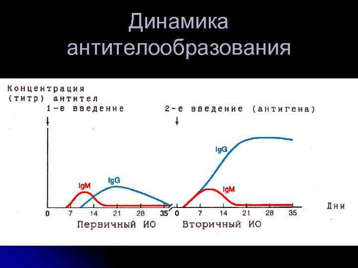 Схема кинетики образования антител