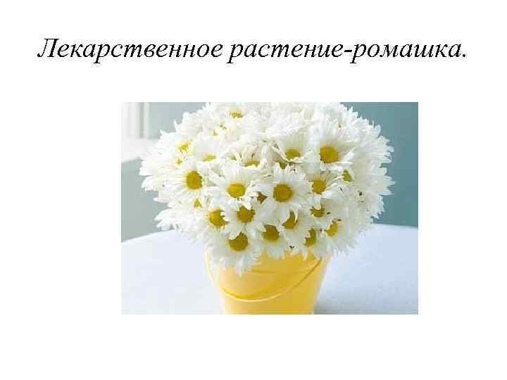 Лекарственное растение-ромашка. 