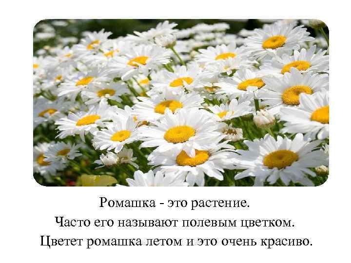 Ромашка - это растение. Часто его называют полевым цветком. Цветет ромашка летом и это