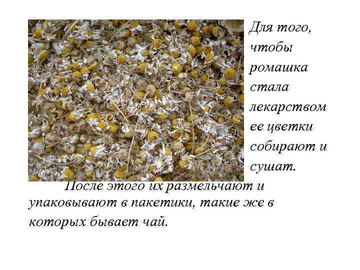 Для того, чтобы ромашка стала лекарством ее цветки собирают и сушат. После этого их