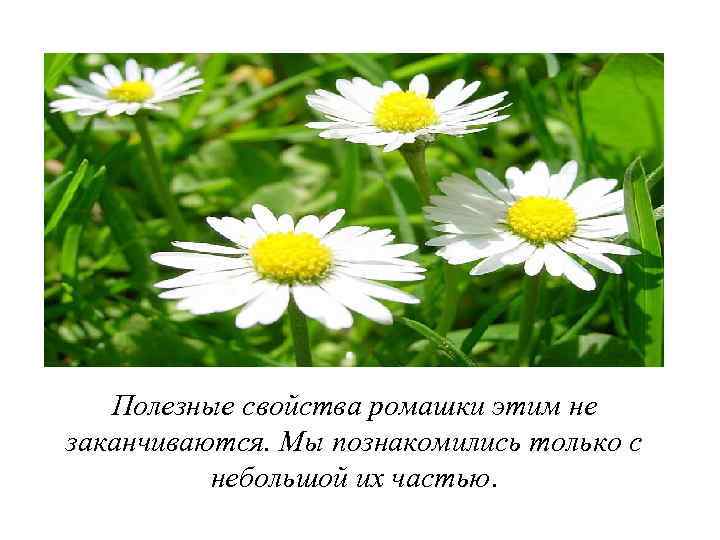 Полезные свойства ромашки этим не заканчиваются. Мы познакомились только с небольшой их частью. 
