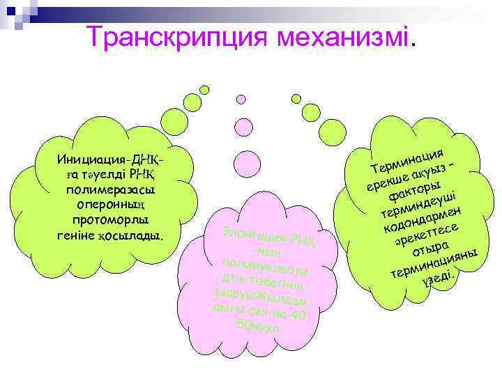 Транскрипция механизмі. Инициация-ДНҚға тәуелді РНҚ полимеразасы оперонның протоморлы геніне қосылады. Элонгаци я-РНҚ -ның полинукл