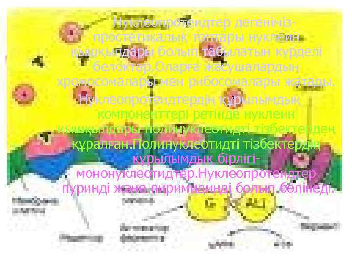 Нуклеопротеидтер дегенімізпростетикалық топтары нуклеин қышқылдары болып табылатын күрделі белоктар. Оларға жасушалардың хромосомалары мен рибосомалары