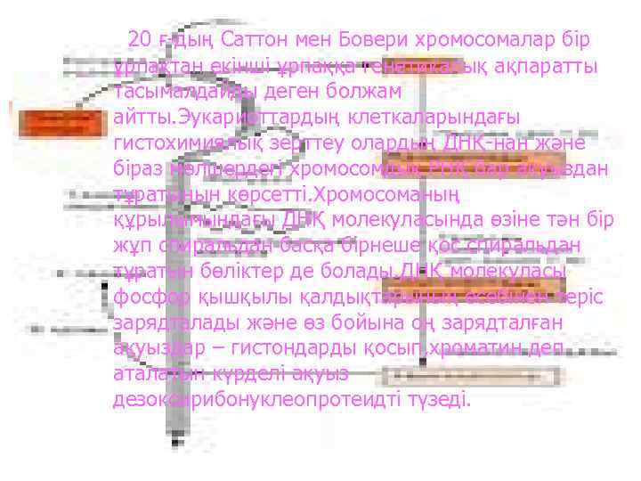20 ғ-дың Саттон мен Бовери хромосомалар бір ұрпақтан екінші ұрпаққа генетикалық ақпаратты тасымалдайды деген