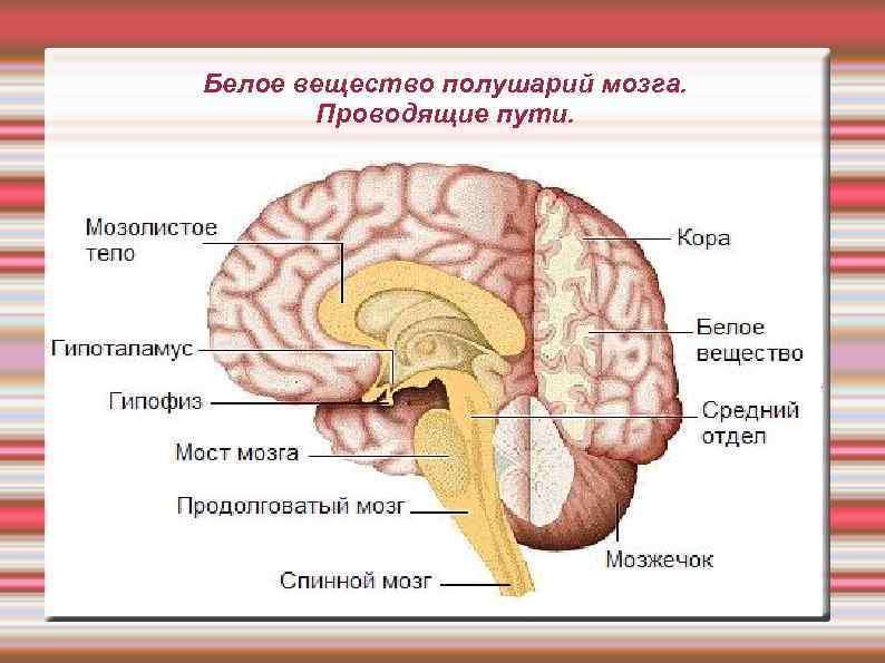 Белое вещество мозга образовано. Строение и функции белого вещества больших полушарий. Белое вещество больших полушарий головного мозга. Белое вещество головного мозга строение и функции. Функции белого вещества конечного мозга.