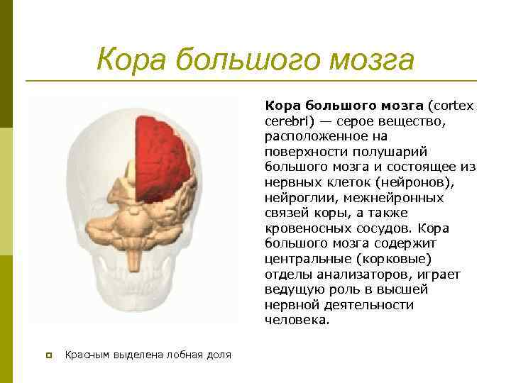 Кора большого мозга (cortex cerebri) — серое вещество, расположенное на поверхности полушарий большого мозга