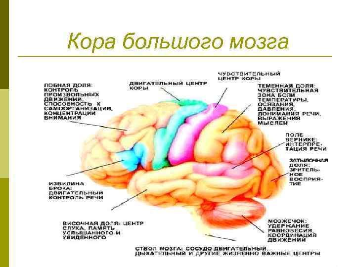 Свойства коры мозга. Функции коры конечного мозга. Рельеф коры конечного мозга. Тривидазол конечного мозга коры.