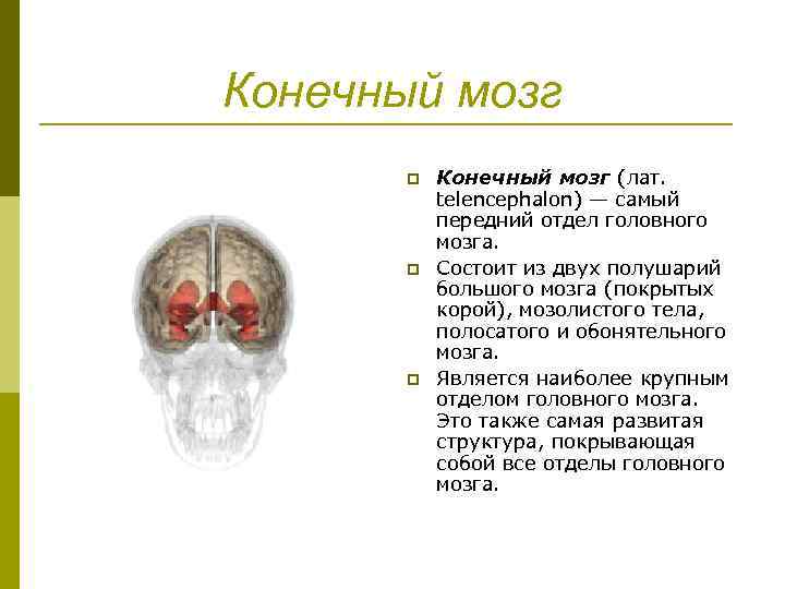 P конечный. Конечный мозг таблица анатомия. Конечный мозг состоит из. Конечный мозг (Telencephalon). За что отвечает конечный мозг.