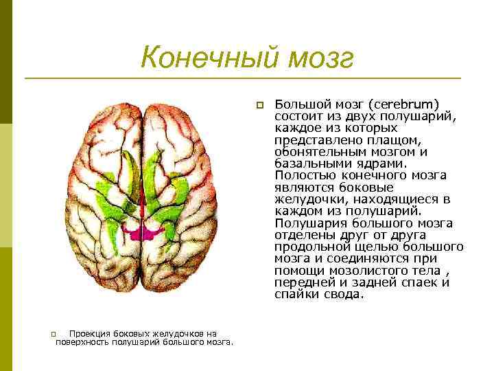 Конечный мозг схема