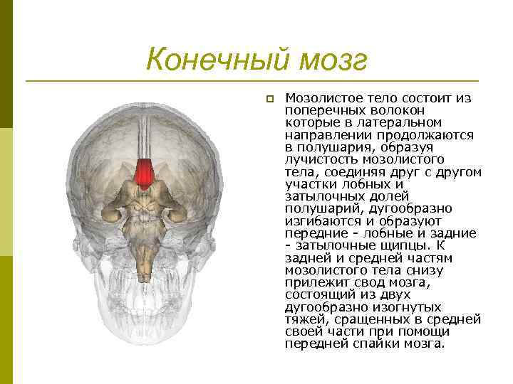 Конечный мозг