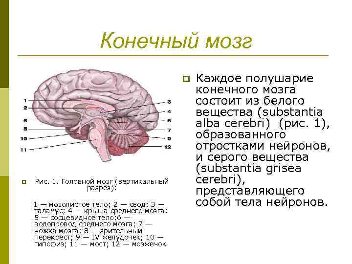 Задний мозг выполняемые функции