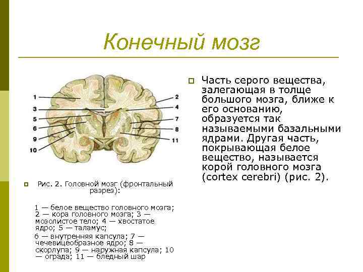 Конечный мозг фото