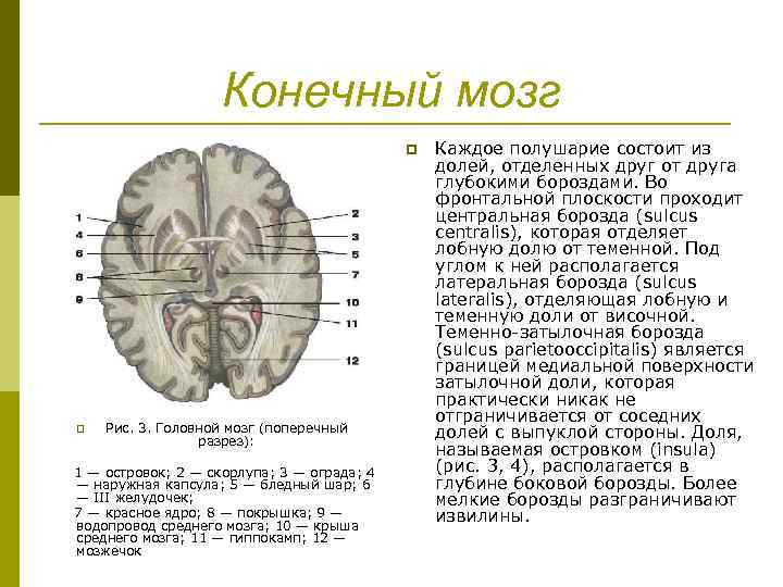 Конечный мозг