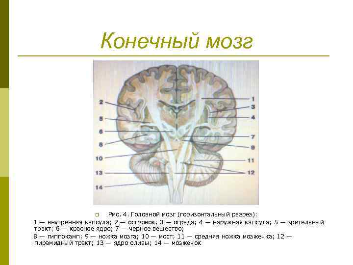 Конечный мозг Рис. 4. Головной мозг (горизонтальный разрез): 1 — внутренняя капсула; 2 —