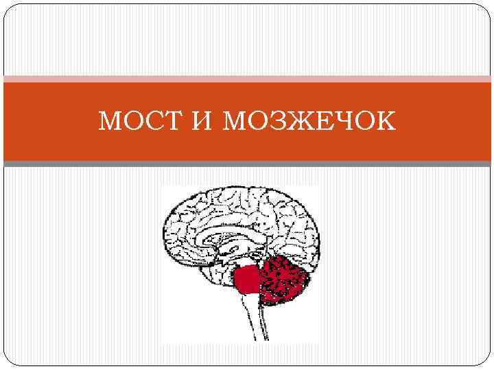 Мост и мозжечок строение