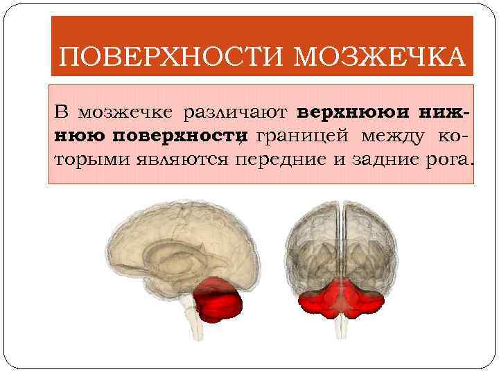 ПОВЕРХНОСТИ МОЗЖЕЧКА В мозжечке различают верхнюю и нижнюю поверхности границей между ко , торыми