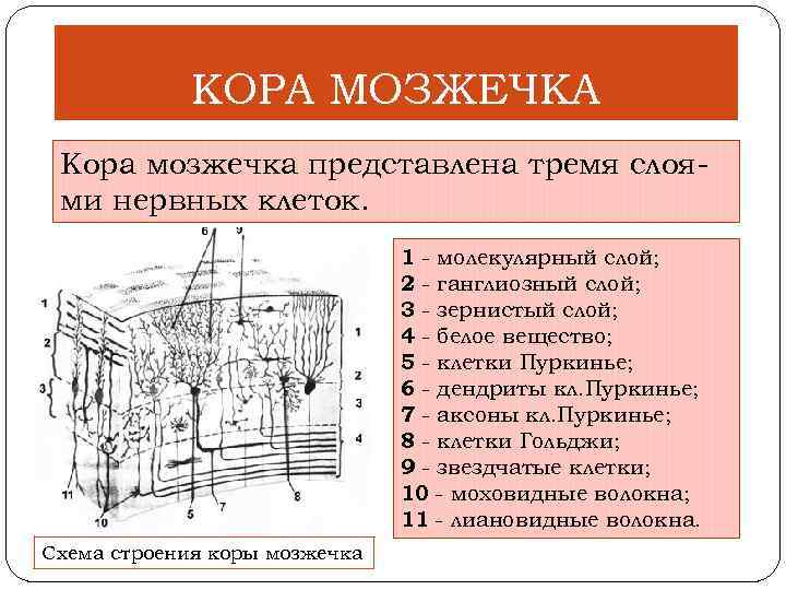 Схема строения клубочка зернистого слоя коры мозжечка