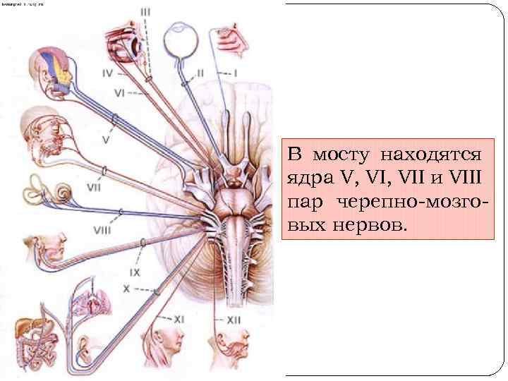 Мост картинка анатомия