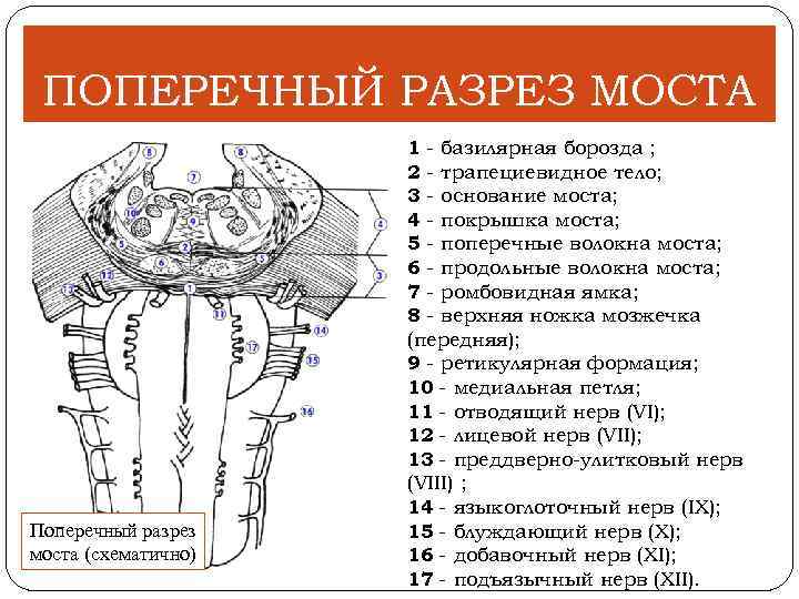 Мост схема строения анатомия