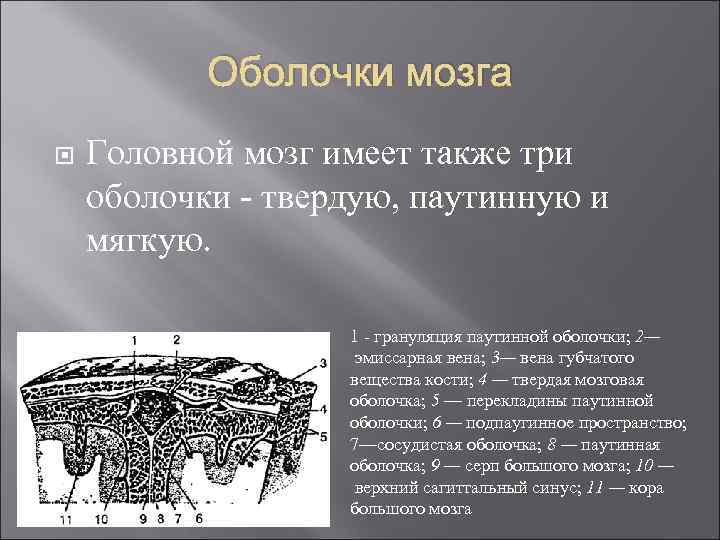 Оболочки мозга Головной мозг имеет также три оболочки - твердую, паутинную и мягкую. 1