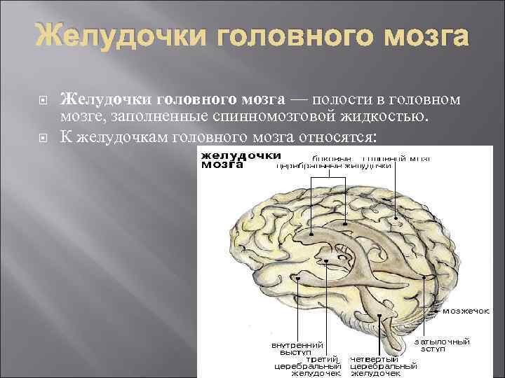Желудочки головного мозга — полости в головном мозге, заполненные спинномозговой жидкостью. К желудочкам головного
