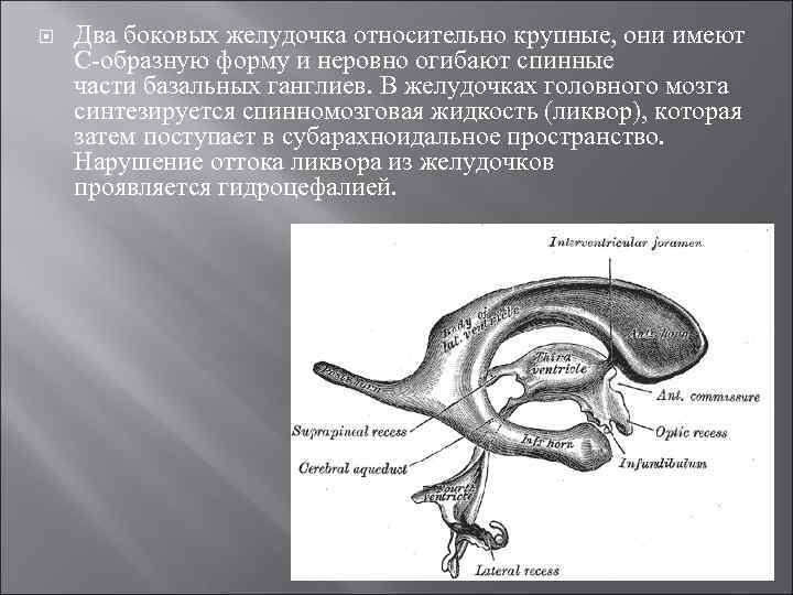  Два боковых желудочка относительно крупные, они имеют С-образную форму и неровно огибают спинные