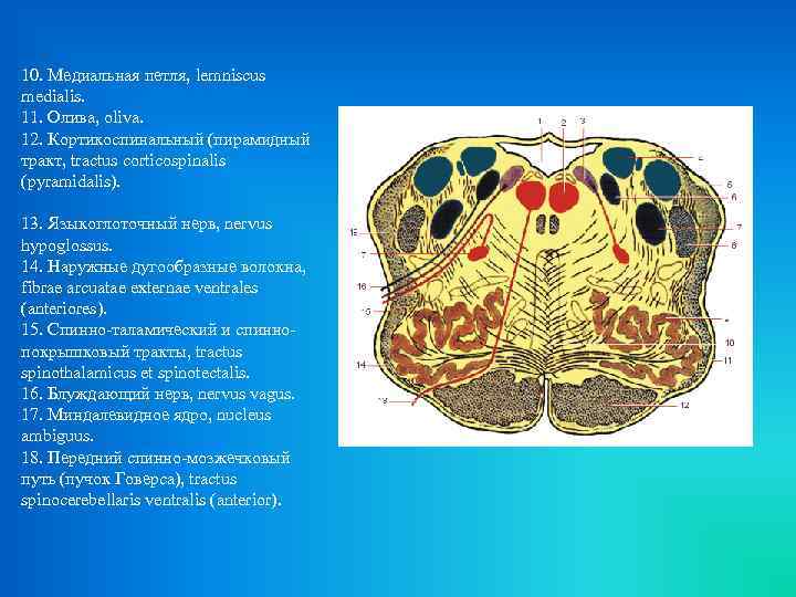 10. Медиальная петля, lemniscus medialis. 11. Олива, oliva. 12. Кортикоспинальный (пирамидный тракт, tractus corticospinalis