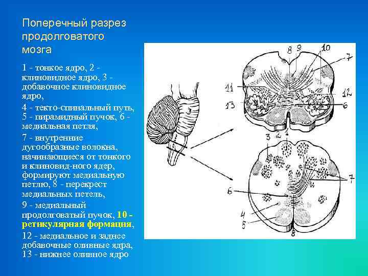 Чертеж особые ядра