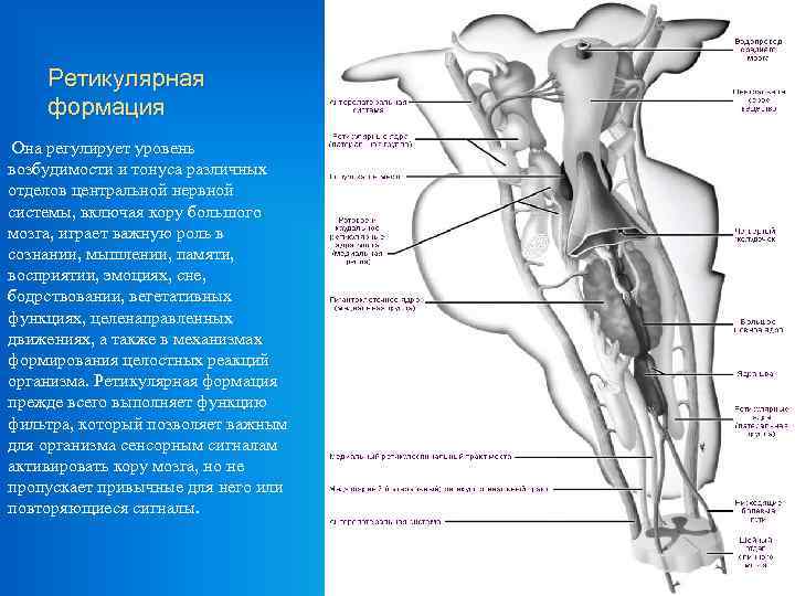 Ретикулярная формация Она регулирует уровень возбудимости и тонуса различных отделов центральной нервной системы, включая