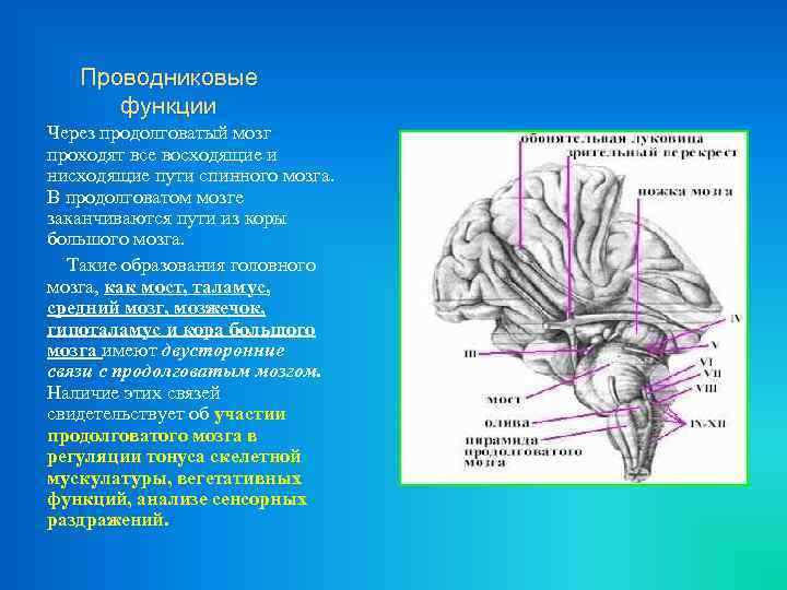 Почему повреждение продолговатого мозга. Пути продолговатого мозга. Восходящие и нисходящие проводящие пути в продолговатом мозге. Проводящие пути продолговатого мозга. Проводниковая функция продолговатого мозга.