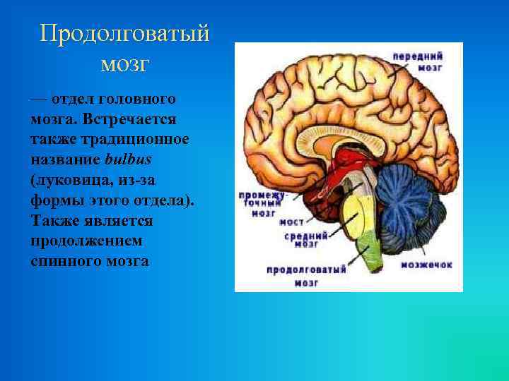 Центр отдела продолговатого мозга