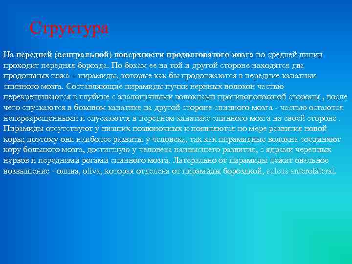 Структура На передней (вентральной) поверхности продолговатого мозга по средней линии проходит передняя борозда. По