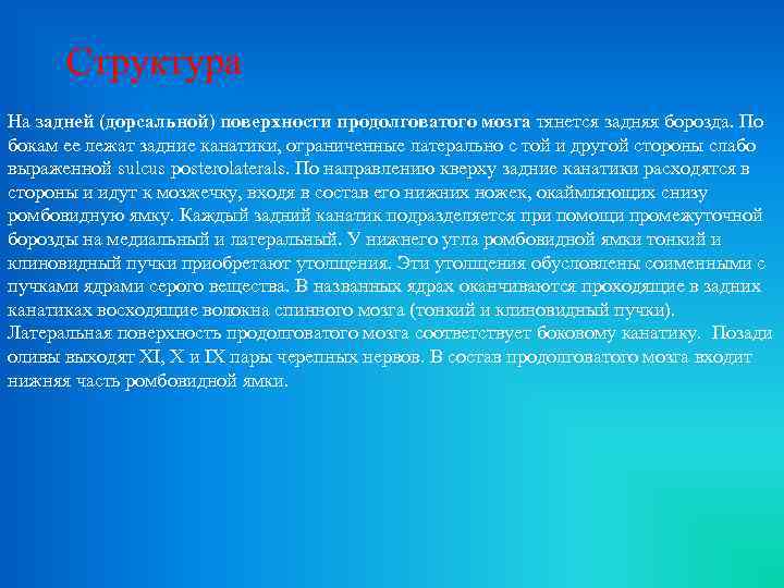 Структура На задней (дорсальной) поверхности продолговатого мозга тянется задняя борозда. По бокам ее лежат