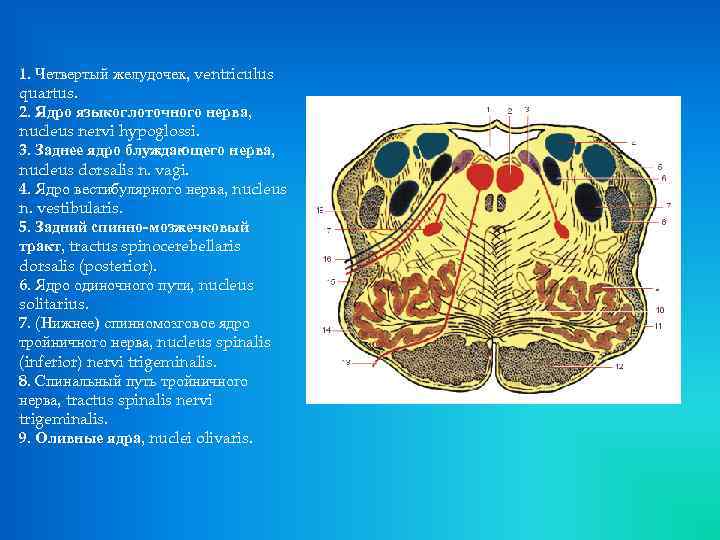 Другое название ядра. Медиальная петля продолговатого мозга. Строение продолговатого мозга медиальная петля. Перекрест петли продолговатый мозг. Блуждающие ядро продолговатого мозга.
