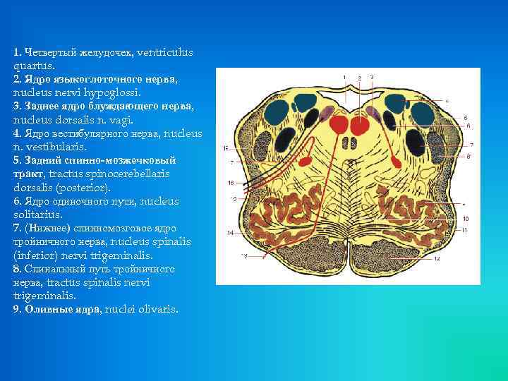 Нервы продолговатого мозга. Блуждающие ядра продолговатого мозга. Ядра языкоглоточного нерва. Продолговатый мозг 4 ядра черепных нервов.